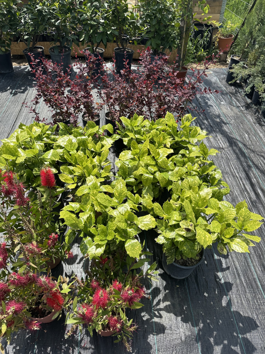 Aucuba Japonica – Arbust ornamental cu frunze pestrițe, rezistent la umbră și frig [5]