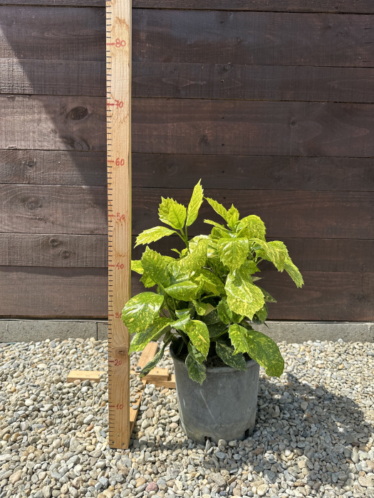 Aucuba Japonica – Arbust ornamental cu frunze pestrițe, rezistent la umbră și frig [4]