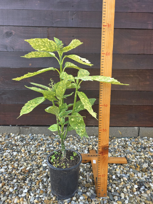 Aucuba Japonica Gold – Arbust ornamental cu frunze variegate aurii pentru umbră 50-60cm [2]