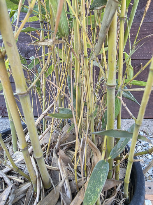 Bambusa Fargesia – Bambus de grădină rezistent la ger, bambus ornamental pentru exterior 130-160cm [3]