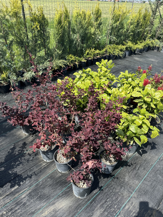 Berberis thunbergii 'Atropurpurea' – Drăcilă decorativă cu frunze roșu-purpurii [1]