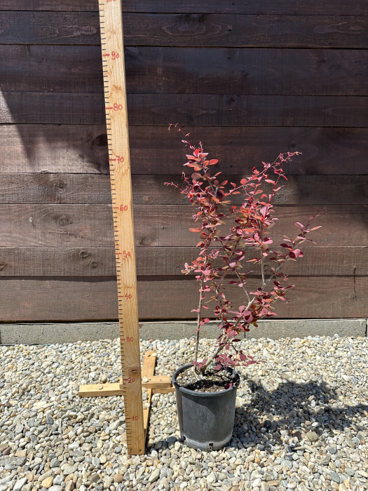 Berberis thunbergii 'Atropurpurea' – Drăcilă decorativă cu frunze roșu-purpurii [4]