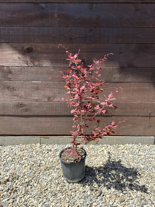 Berberis thunbergii 'Atropurpurea' – Drăcilă decorativă cu frunze roșu-purpurii [2]