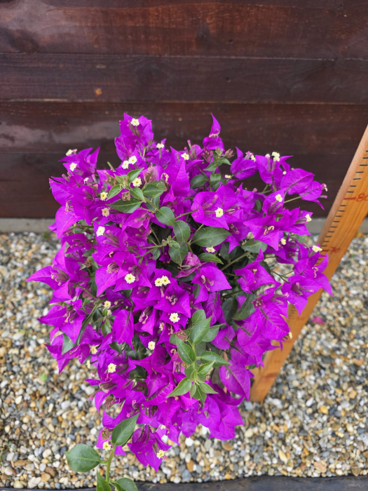 Bougainvillea (Buganvilia) – Plantă ornamentală cățărătoare cu flori spectaculoase, ideală pentru terasă și grădină 60-80cm [2]
