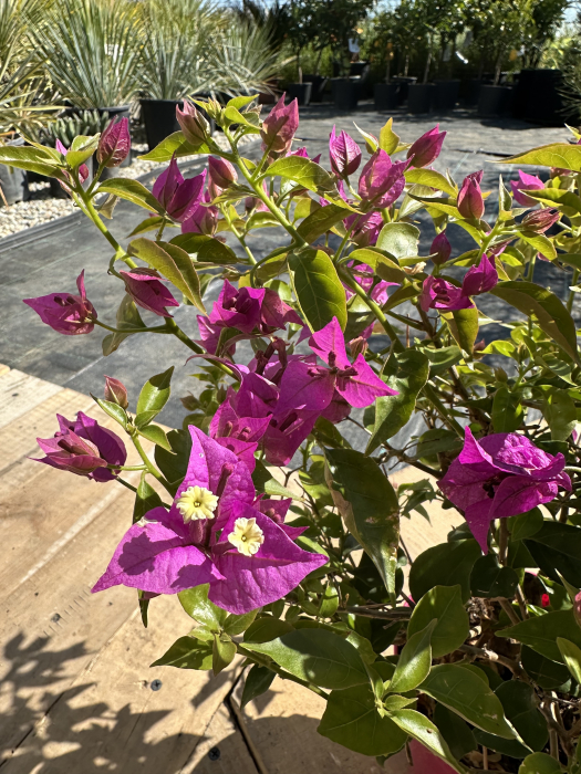 Bougainvillea – Plantă ornamentală cu flori spectaculoase, ideală pentru terase și grădini [1]