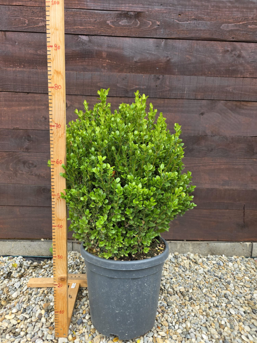 Buxus sempervirens stil glob – Arbuș decorativ veșnic verde, ideal pentru garduri vii și borduri 50-60cm [2]