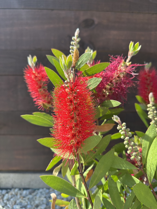 Callistemon – Arbust exotic cu flori roșii, în formă de perie [1]
