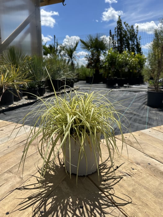 Carex morrowii 'Variegata' – Iarbă decorativă perenă cu frunze bicolore, pentru grădini moderne [2]