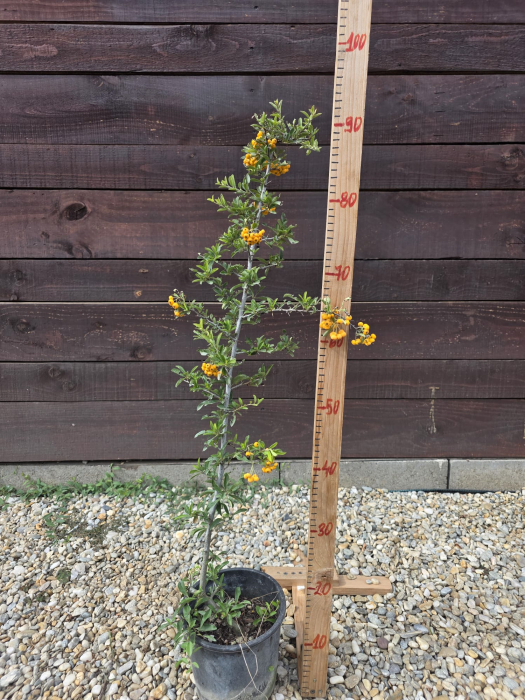 Cătină ornamentală Pyracantha coccinea – arbust decorativ cu fructe roșii, rezistent la frig 30-40cm [3]