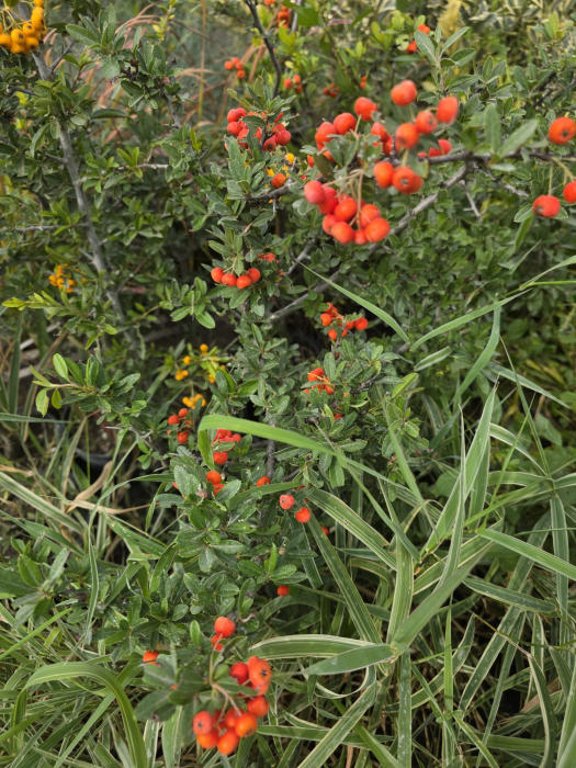 Cătină ornamentală Pyracantha coccinea – arbust decorativ cu fructe roșii, rezistent la frig 30-40cm [2]