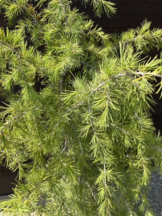 Cedru deodara 130-150 cm – Conifer decorativ de talie mare, elegant și rezistent, ideal pentru grădini spațioase [2]