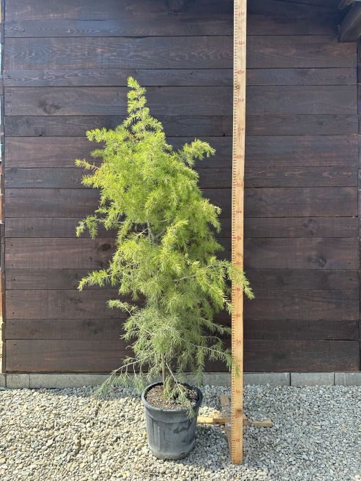 Cedru deodara 130-150 cm – Conifer decorativ de talie mare, elegant și rezistent, ideal pentru grădini spațioase [4]