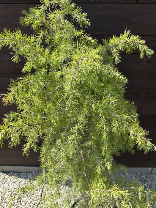 Cedru deodara 130-150 cm – Conifer decorativ de talie mare, elegant și rezistent, ideal pentru grădini spațioase [3]