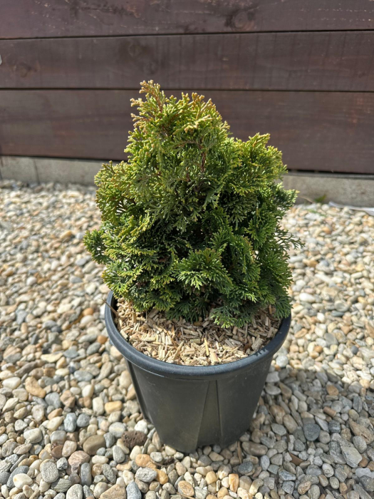 Chamaecyparis obtusa Nana Gracilis – Chiparos japonez pitic decorativ [2]