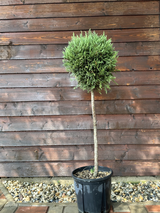 Chiparos Leyland "Glob" veșnic-verde - Cupressocyparis leylandii [1]