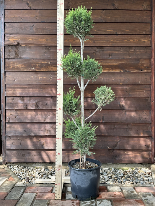 Chiparos Leyland "Pon Pon" veșnic-verde - Cupressocyparis leylandii 110-130cm [3]