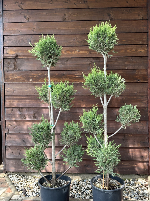 Chiparos Leyland "Pon Pon" veșnic-verde - Cupressocyparis leylandii 110-130cm [2]