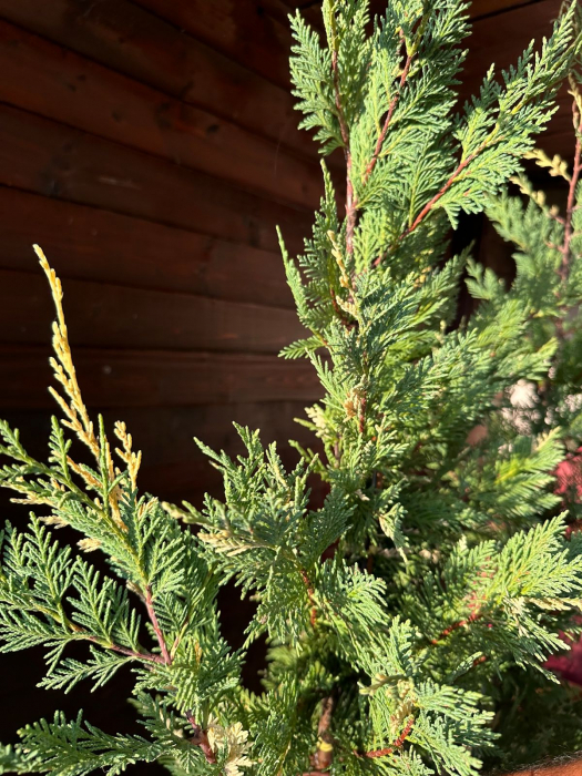 Chiparos Leyland variegat gard viu veșnic-verde - Cupressocyparis leylandii variegata 130-150cm [3]