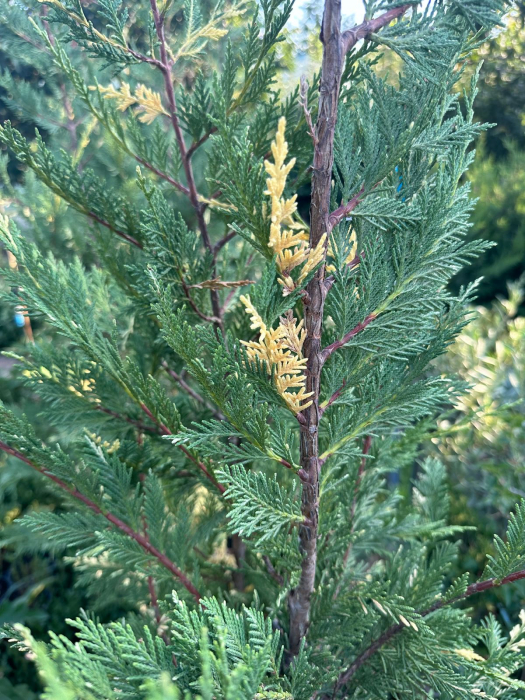 Chiparos Leyland variegat gard viu veșnic-verde - Cupressocyparis leylandii variegata 130-150cm [2]