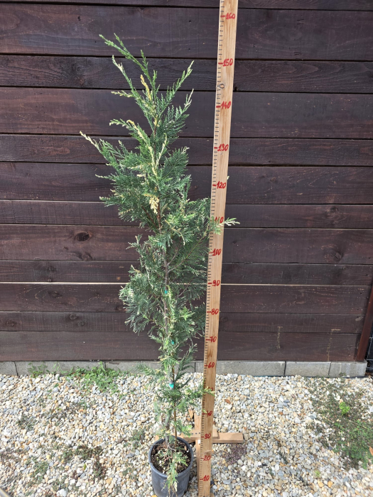 Chiparos Leyland variegat gard viu veșnic-verde - Cupressocyparis leylandii variegata 120-150cm [2]