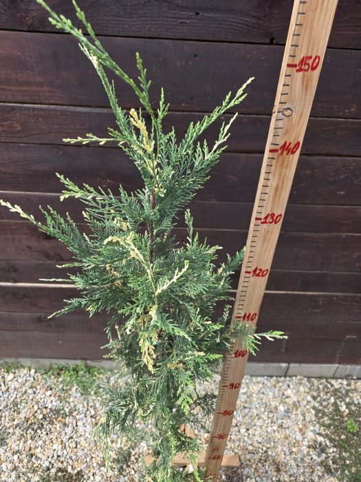Chiparos Leyland variegat gard viu veșnic-verde - Cupressocyparis leylandii variegata 120-150cm [3]