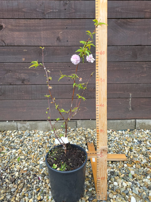 Cireș Japonez Ornament – Prunus Serrulata pentru Grădini Elegante [2]