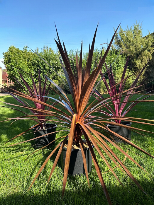 Cordyline Australis verde/roșu 40-100cm [1]