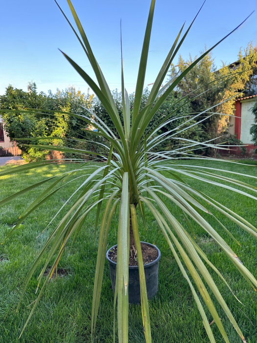 Cordyline Australis verde/roșu 40-100cm [4]
