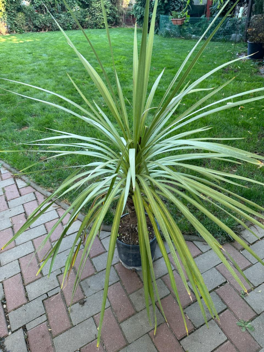 Cordyline Australis verde/roșu 40-100cm [2]
