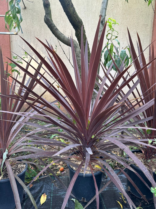 Cordyline Australis verde/roșu 40-100cm [4]