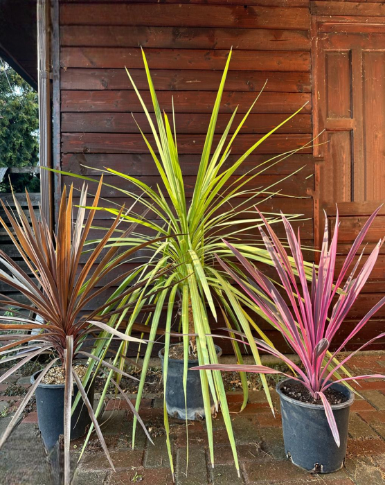 Cordyline Australis verde/roșu 40-100cm [3]