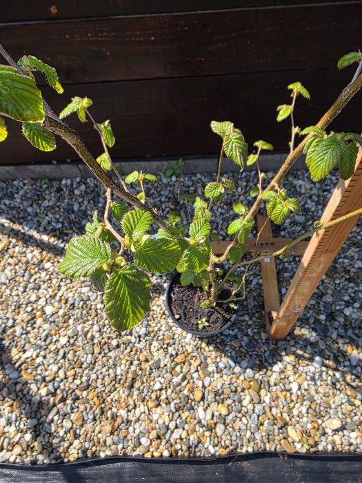 Corylus avellana – Alun comun, arbust fructifer și ornamental 140-160cm [2]
