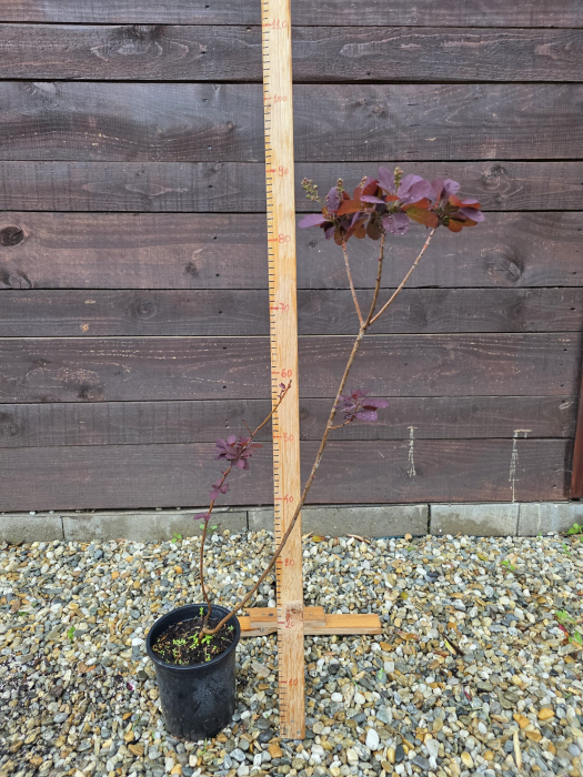 Cotinus coggygria ‘Royal Purple’ (Scumpie vișinie) – Arbust ornamental cu frunziș purpuriu intens, rezistent la secetă și ger [2]