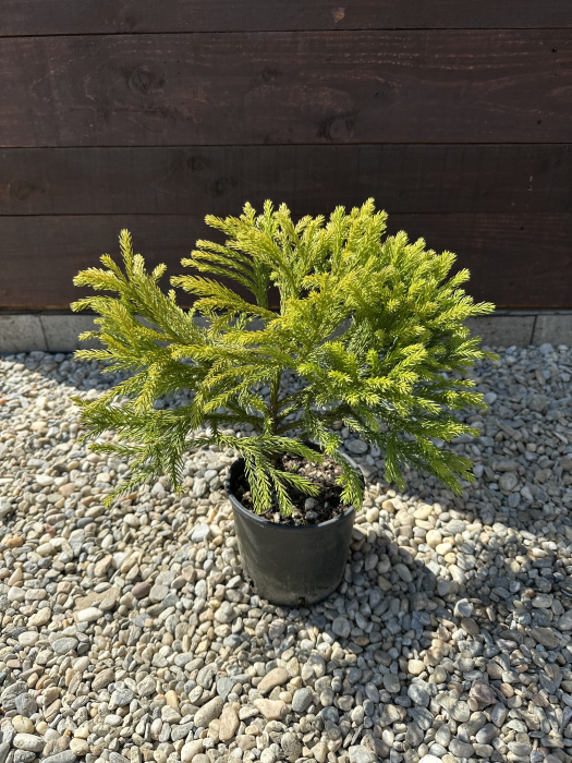 Cryptomeria japonica – Conifer decorativ exotic, veșnic verde, ideal pentru grădini elegante [3]