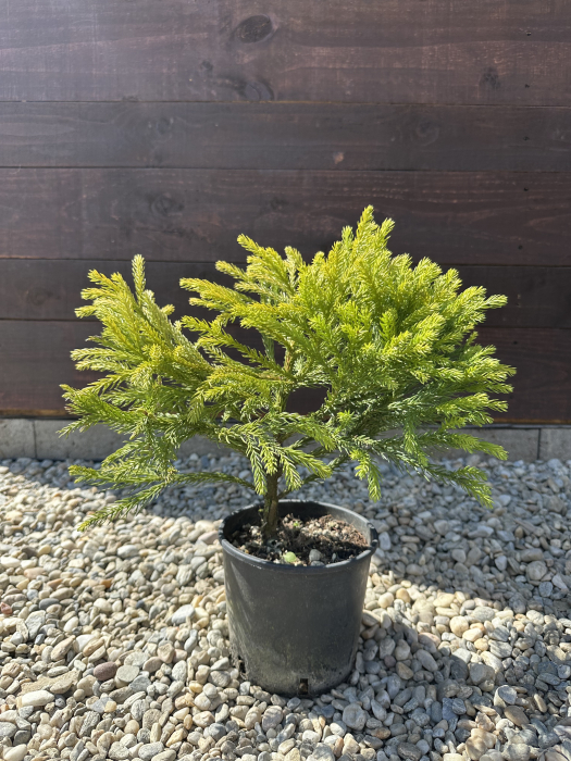 Cryptomeria japonica – Conifer decorativ exotic, veșnic verde, ideal pentru grădini elegante [2]