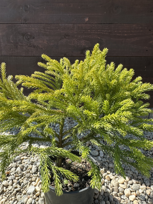 Cryptomeria japonica – Conifer decorativ exotic, veșnic verde, ideal pentru grădini elegante [1]
