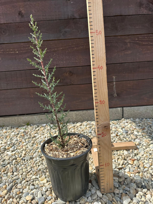 Cupressocyparis Sempervirens Totem – Chiparos columnar pentru grădină, conifer ornamental rezistent 20-30cm [2]