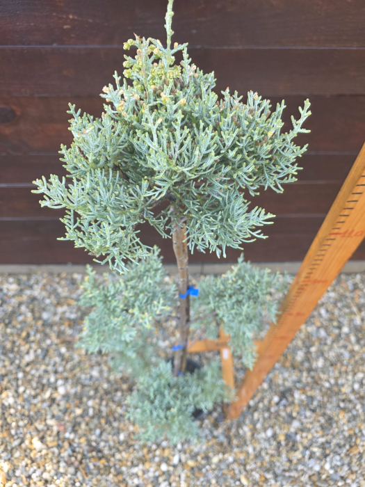 Cupressus Arizonica Pon Pon – Conifer ornamental sculptat pentru grădini premium 100-120 [2]