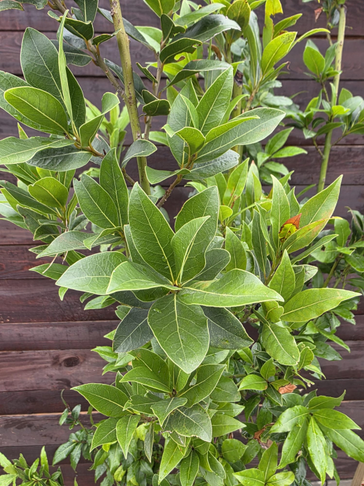 Dafin ornamental și aromatic, ideal pentru terasă și grădină. Plantă mediteraneană veșnic verde, ușor de întreținut. 130-160cm [2]