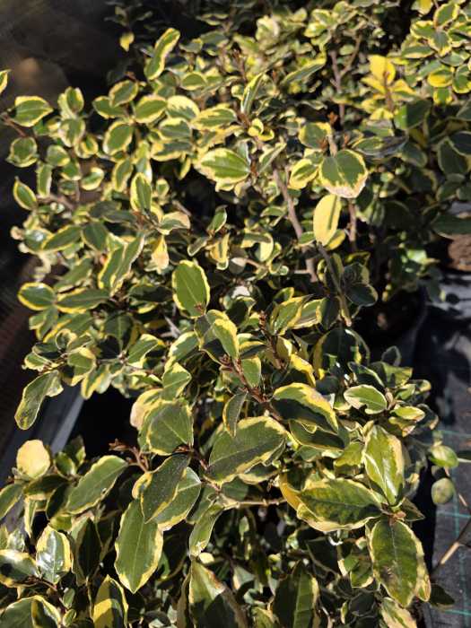 Elaeagnus ebbingei Aurea – Arbust ornamental veșnic verde cu frunze aurii pentru grădină 50-70cm [4]