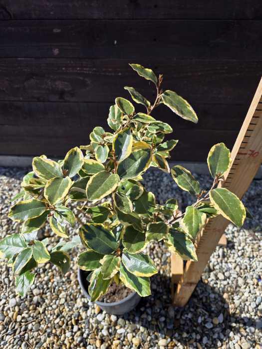 Elaeagnus ebbingei Aurea – Arbust ornamental veșnic verde cu frunze aurii pentru grădină 50-70cm [3]