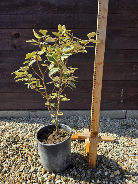 Elaeagnus ebbingei Aurea – Arbust ornamental veșnic verde cu frunze aurii pentru grădină 50-70cm [2]