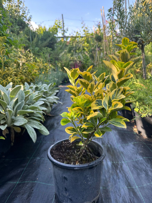 Eonimus Aureus - Euonymus - Salba Japoneza 30-50 cm [5]