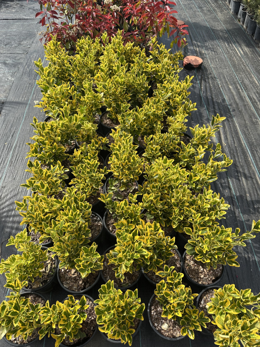 Eonimus Aureus - Euonymus - Salba Japoneza 30-50 cm [1]