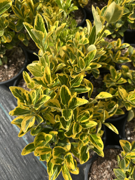 Eonimus Aureus - Euonymus - Salba Japoneza 30-50 cm [3]