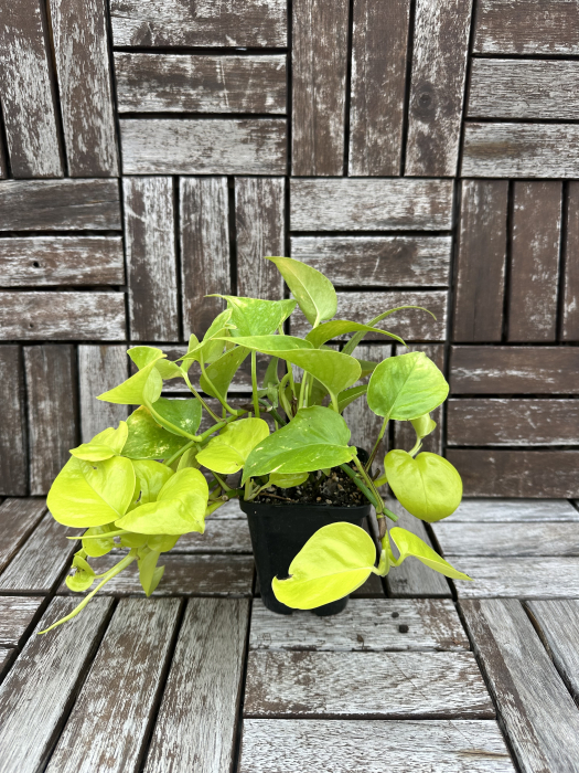 Epipremnum aureum Neon Pothos - plante tropicale de apartament [1]