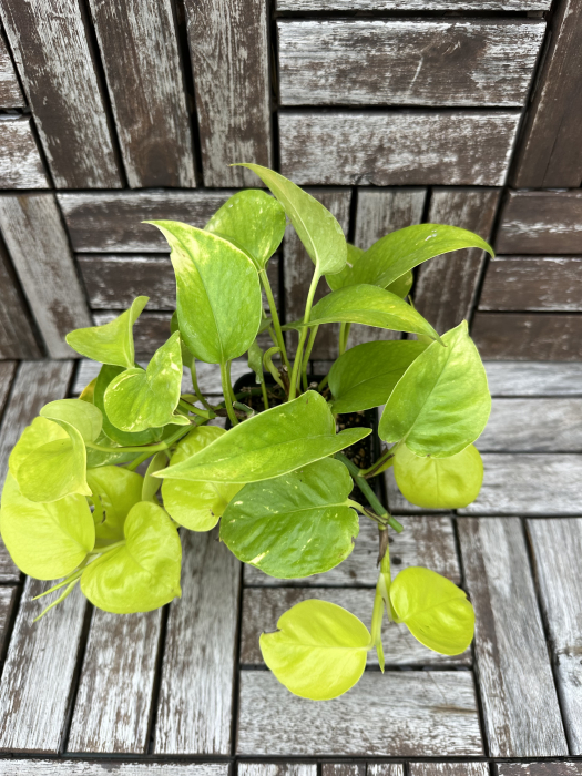 Epipremnum aureum Neon Pothos - plante tropicale de apartament [2]