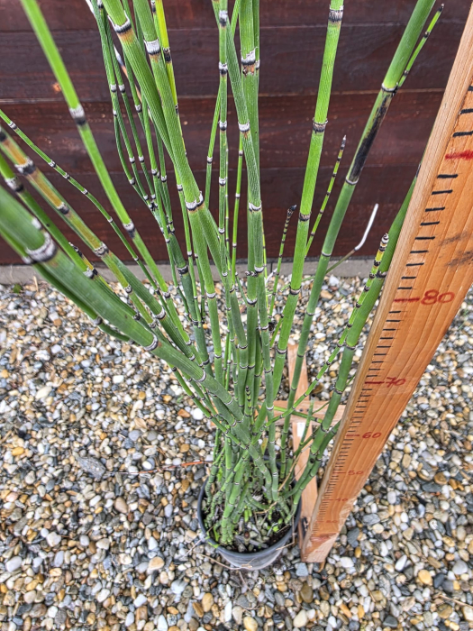 Equisetum hyemale (Coada-calului decorativă) – Plantă ornamentală verticală pentru grădină, iaz sau ghiveci 110-130cm [2]
