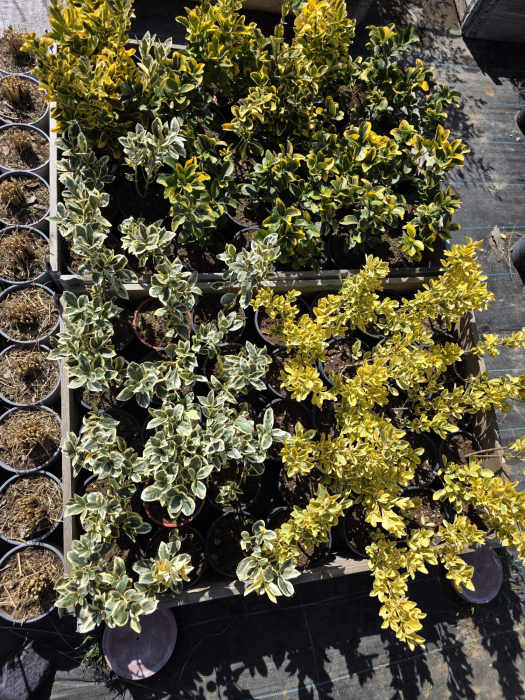 Euonymus fortunei Emerald Gold – Arbust ornamental variegat veșnic verde 20-30cm [3]