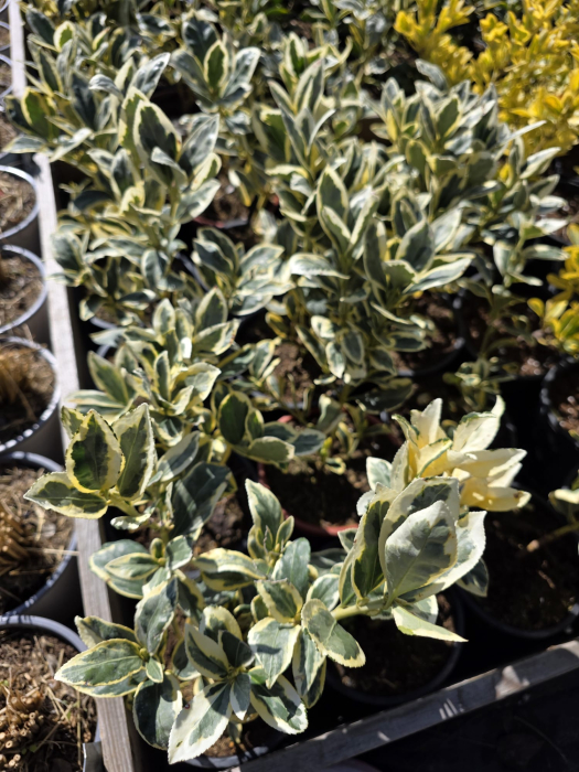 Euonymus japonicus Albomarginatus – Arbust ornamental variegat veșnic verde 20-30cm [2]